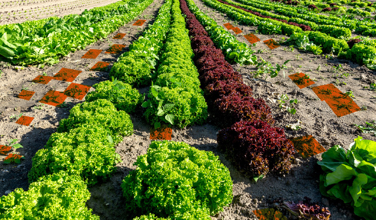 Smart Spraying Technology in Agriculture for Precise Herbicide Application