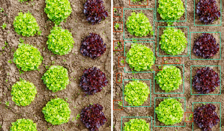 Smart Spraying Technology in Agriculture for Precise Herbicide Application