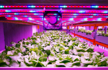 Vertical Agriculture Roadmap: From Concept to Profit