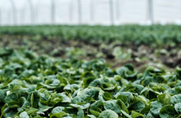 Smart Farming: What Is the Future of Sustainable Agriculture?