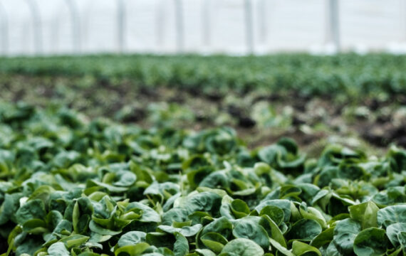 Smart Farming: What Is the Future of Sustainable Agriculture?