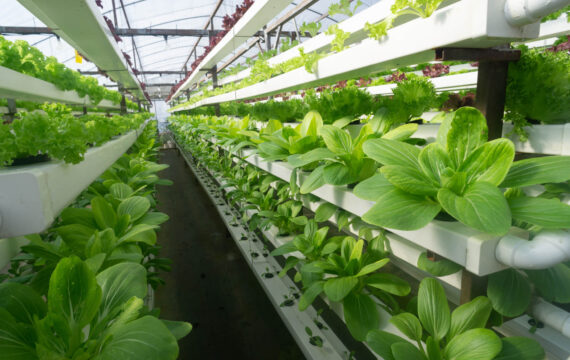 Smart Vertical Farm Lighting and Monitoring Solution