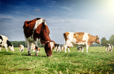 Sustainable Livestock Farming: A Guide to Efficient Management